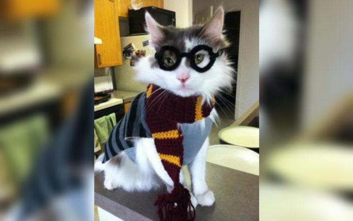 Cat dressed as Harry Potter