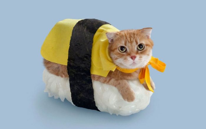 Cat dressed like sushi 