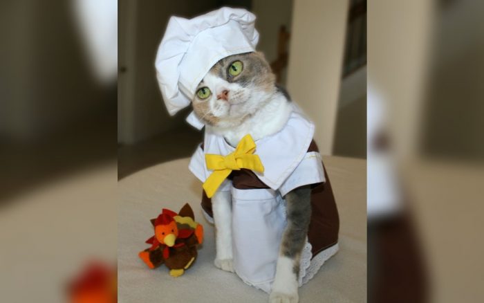 A cat dressed as a chef 