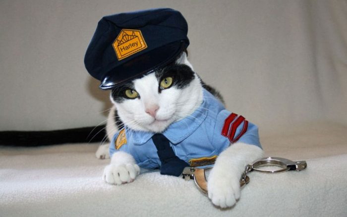 Cat dressed as a police 
