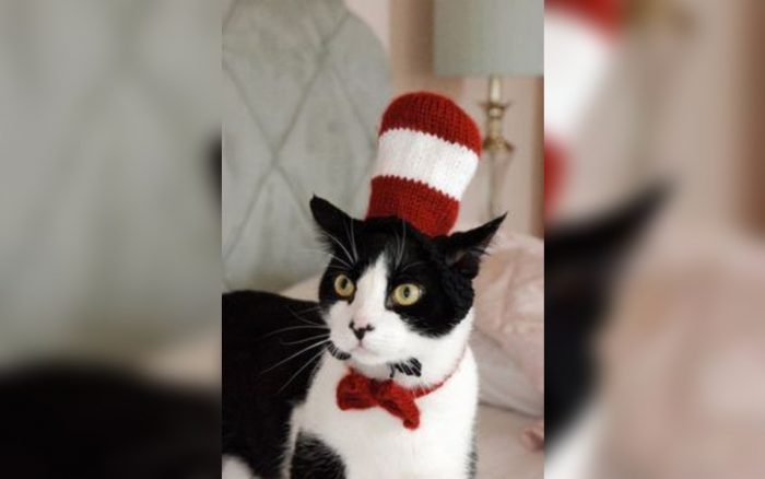 Cat dressed as Cat in the Hat 