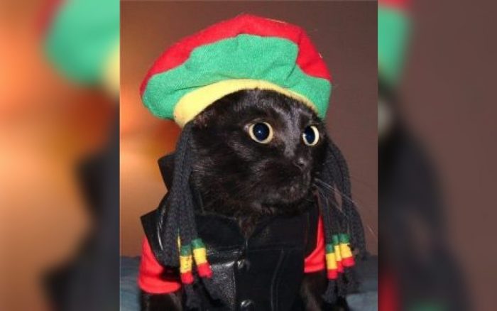 Cat dressed like Bob Marley 