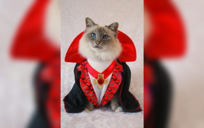 Cat dressed as a vampire 