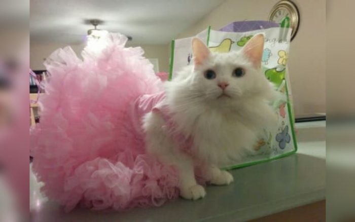 Cat dressed as a ballerina 