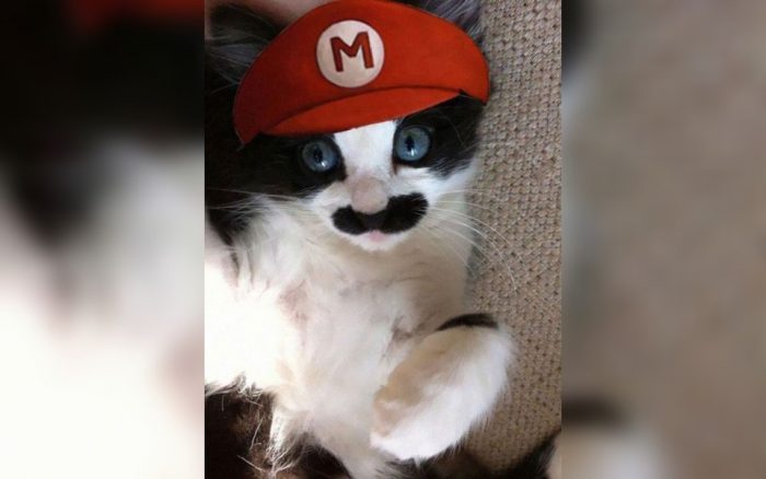 Cat dressed as Mario 