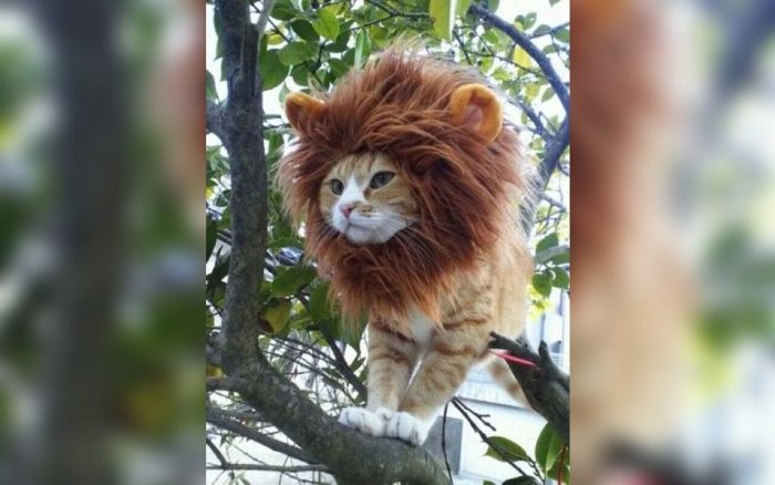 cat in a lion costume 