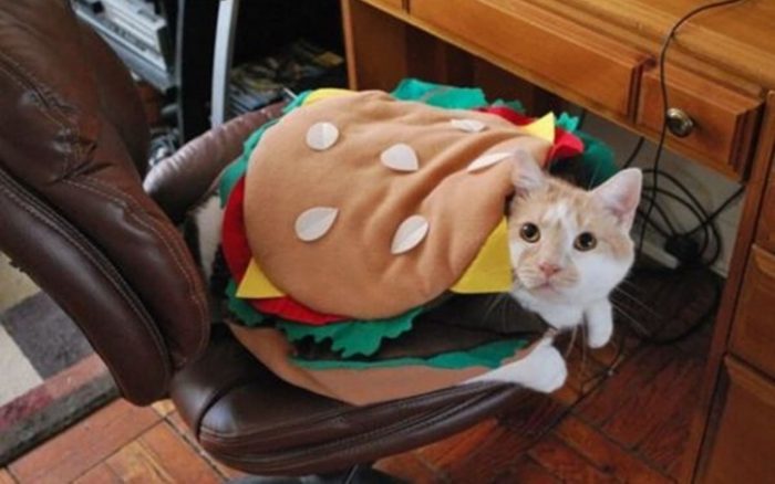 Cat dressed as a burger 