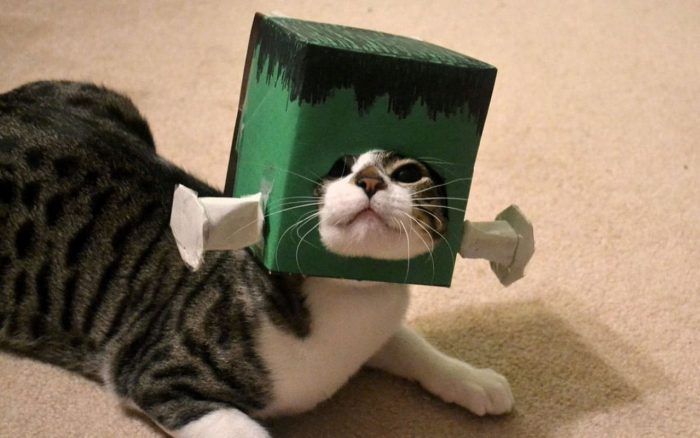 Cat dressed as Frankenstein 