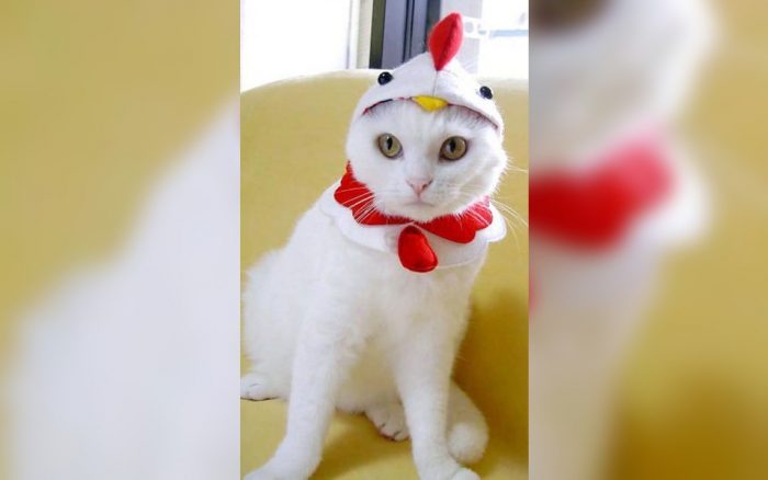 Cat dressed as a chicken 