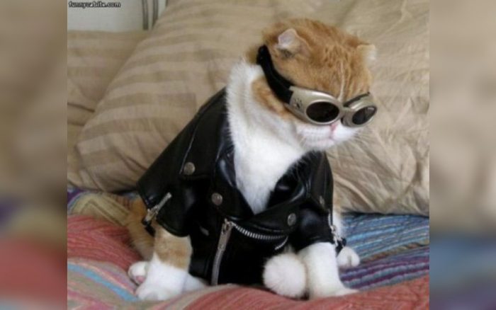 Cat dressed in a leather jacket 