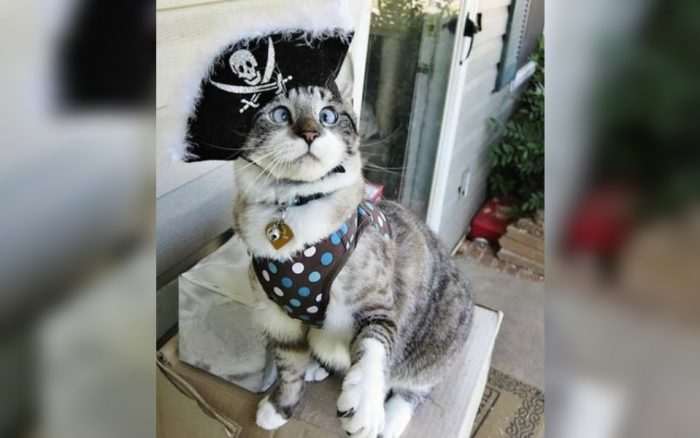 Pirate cat 