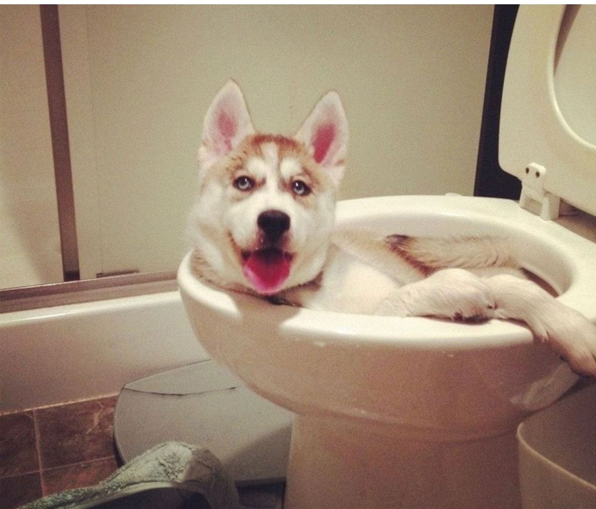 Husky in a toilet bowl