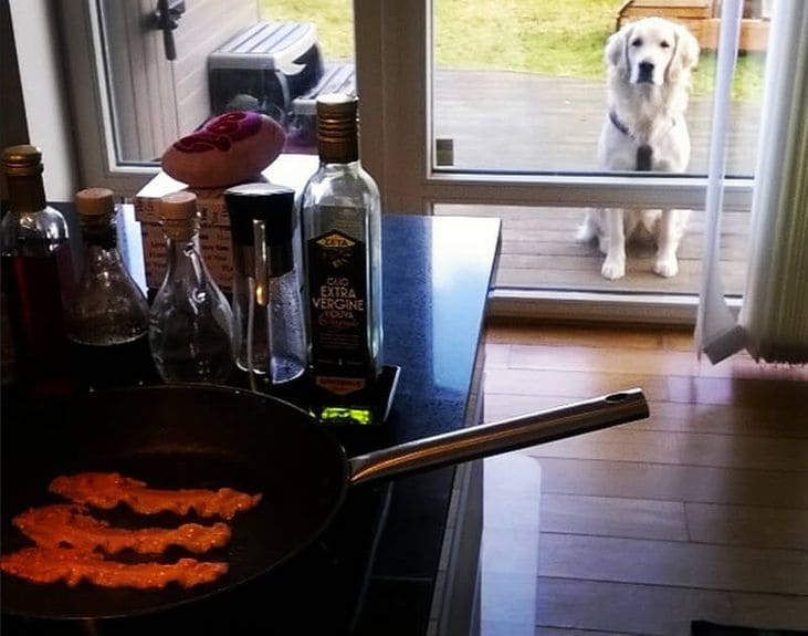 Dog staring at bacon