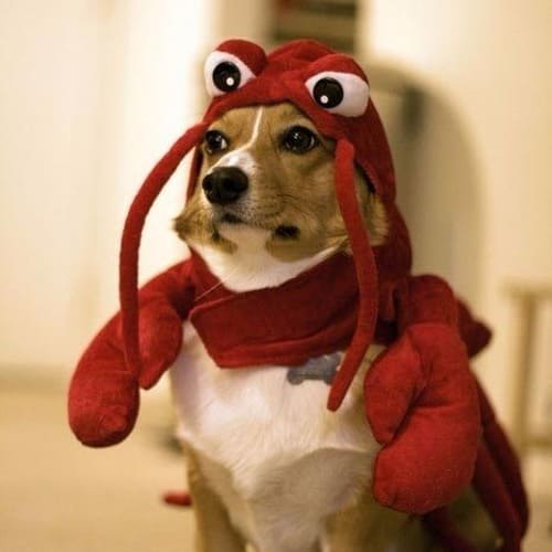 Dog dressed as a lobster