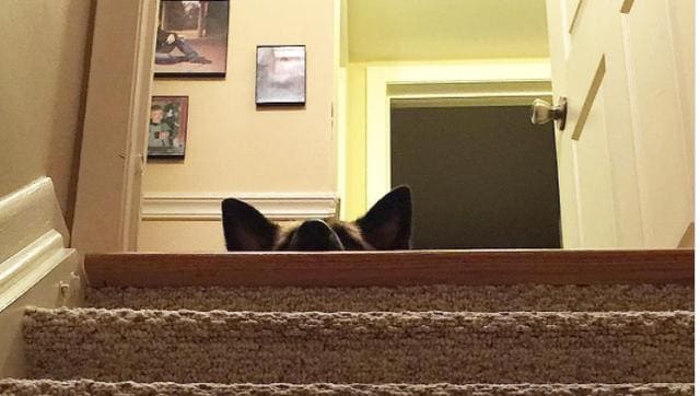 Dog laying at the top of the stairs