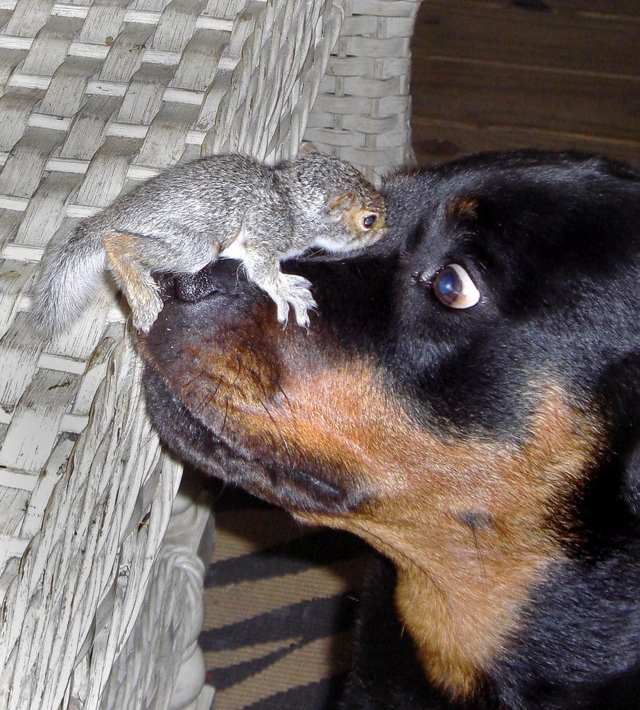 Squirrel sitting on a dog’s snout