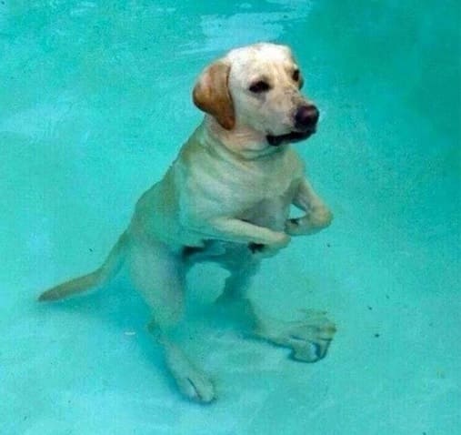 Water reflection made a dog look like a kangaroo