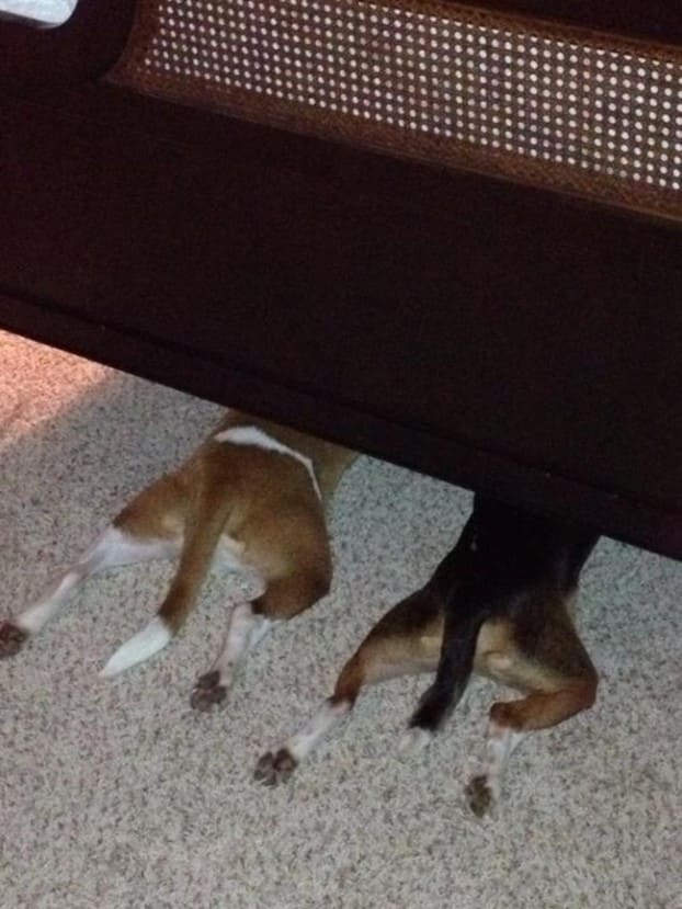 Two dogs hiding under a bed