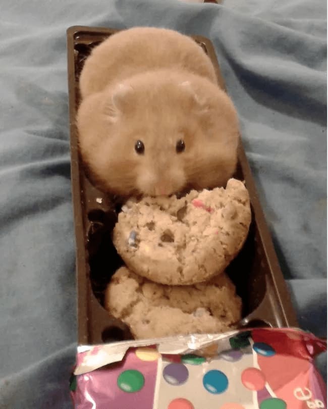 Fat hamster eating a cookie in a box of cookies