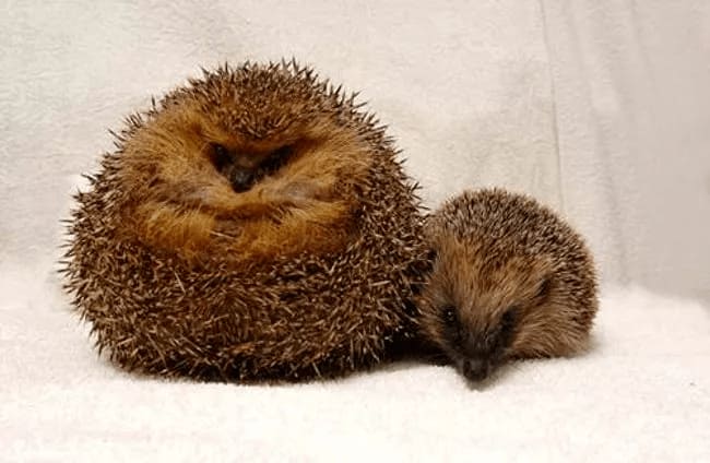 fat hedgehog sitting next to another hedgehog