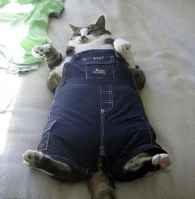 Fat cat wearing overalls lying on the couch