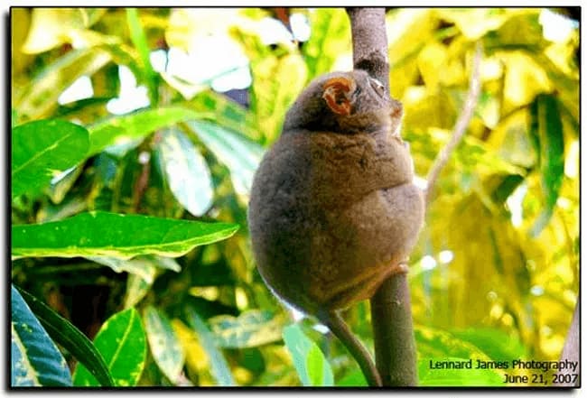 Fat tarsier climbing a tree