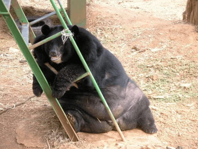 Obese bear lying on a ladder