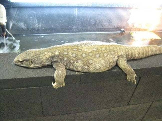 Fat lizard lying on the concrete