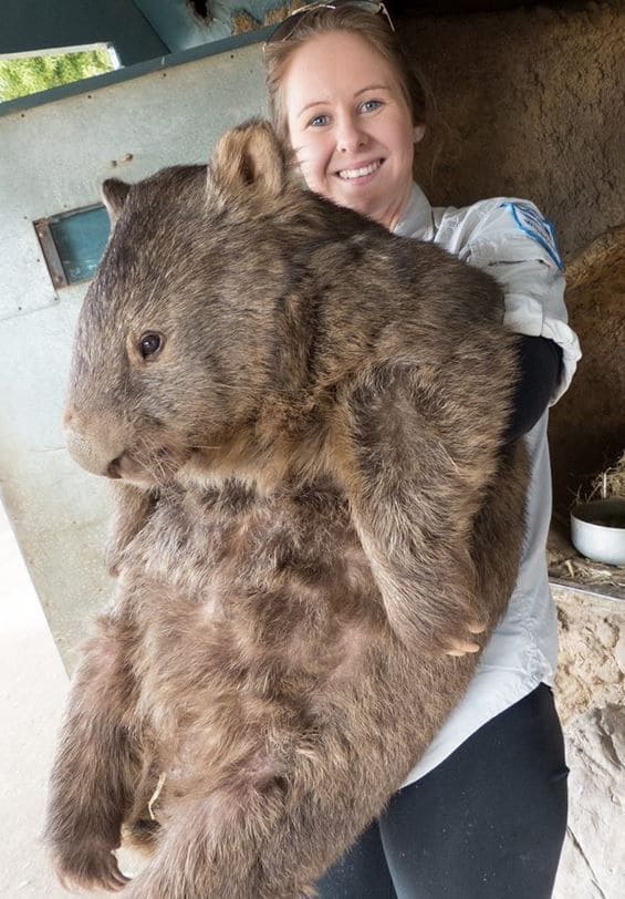 Woman holding a heavy wombat