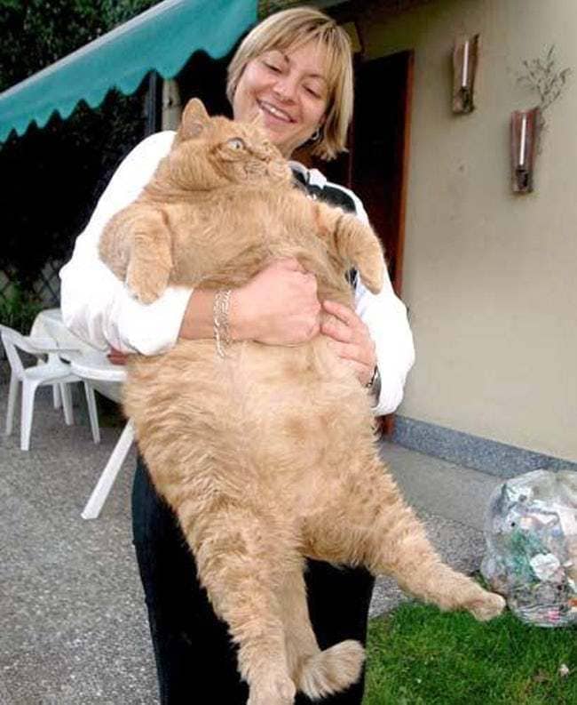 Woman holding up a very large cat