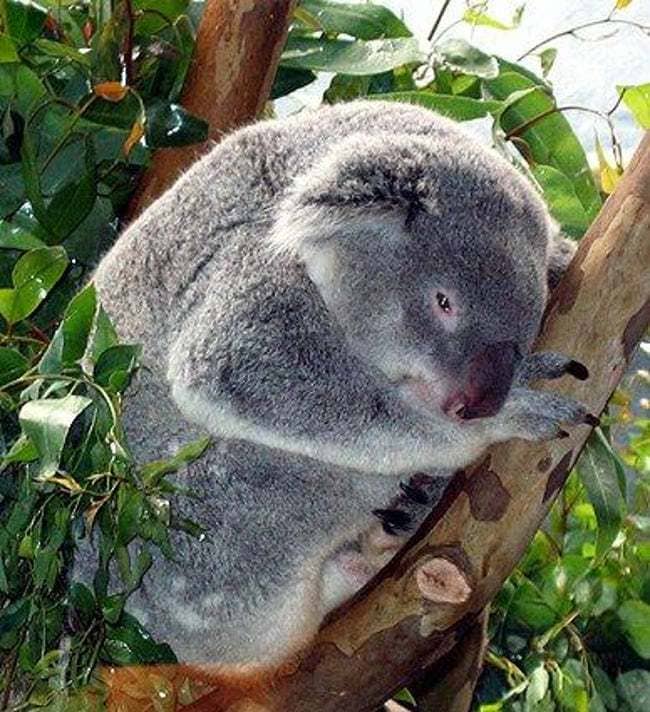 Fat koala in a tree