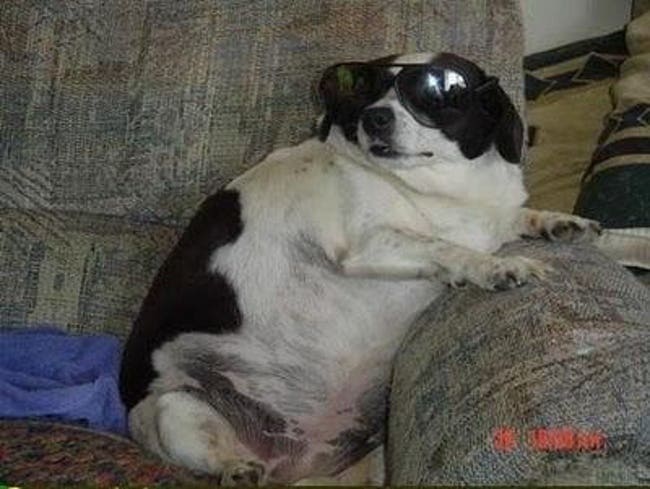 fat dog sitting on the couch wearing sunglasses 
