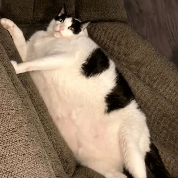 Obese cat lying on the couch