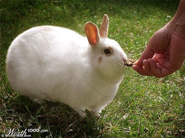 Fat white bunny rabbit being fed