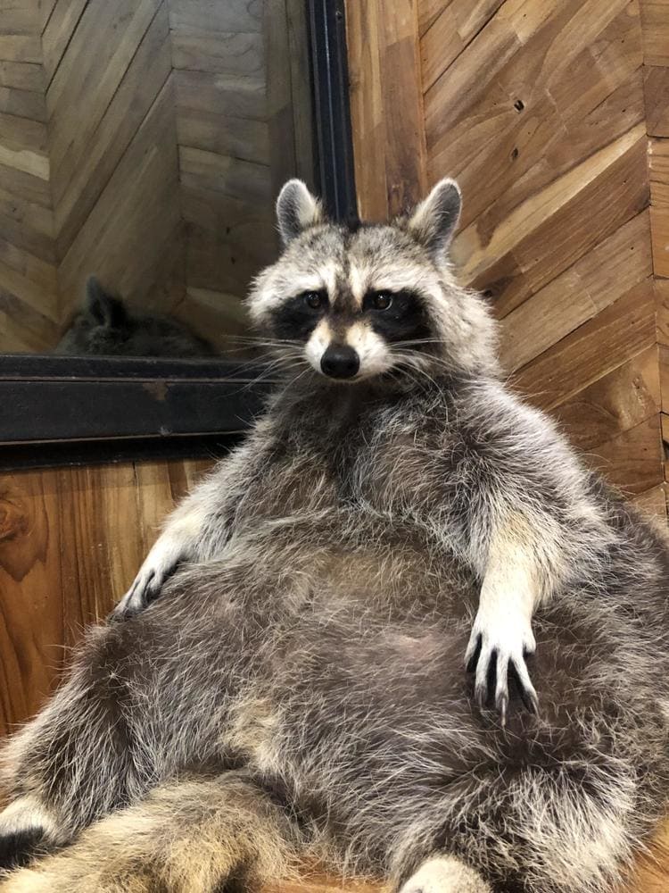 Obese raccoon sitting down