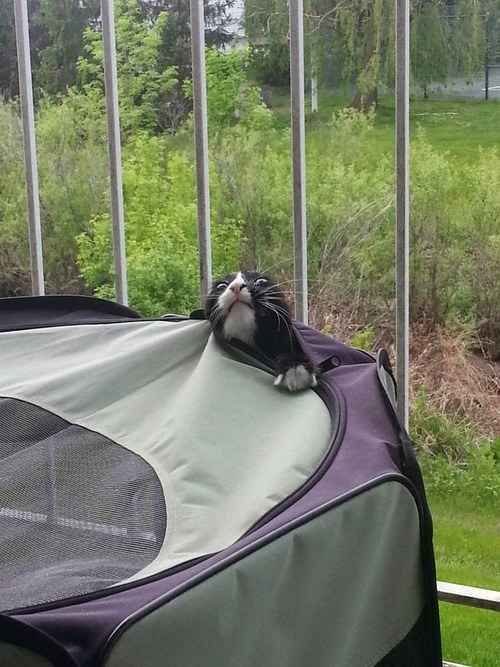 Cat poking its head out of a tent