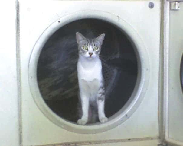 A cat looking casual in a washing machine 