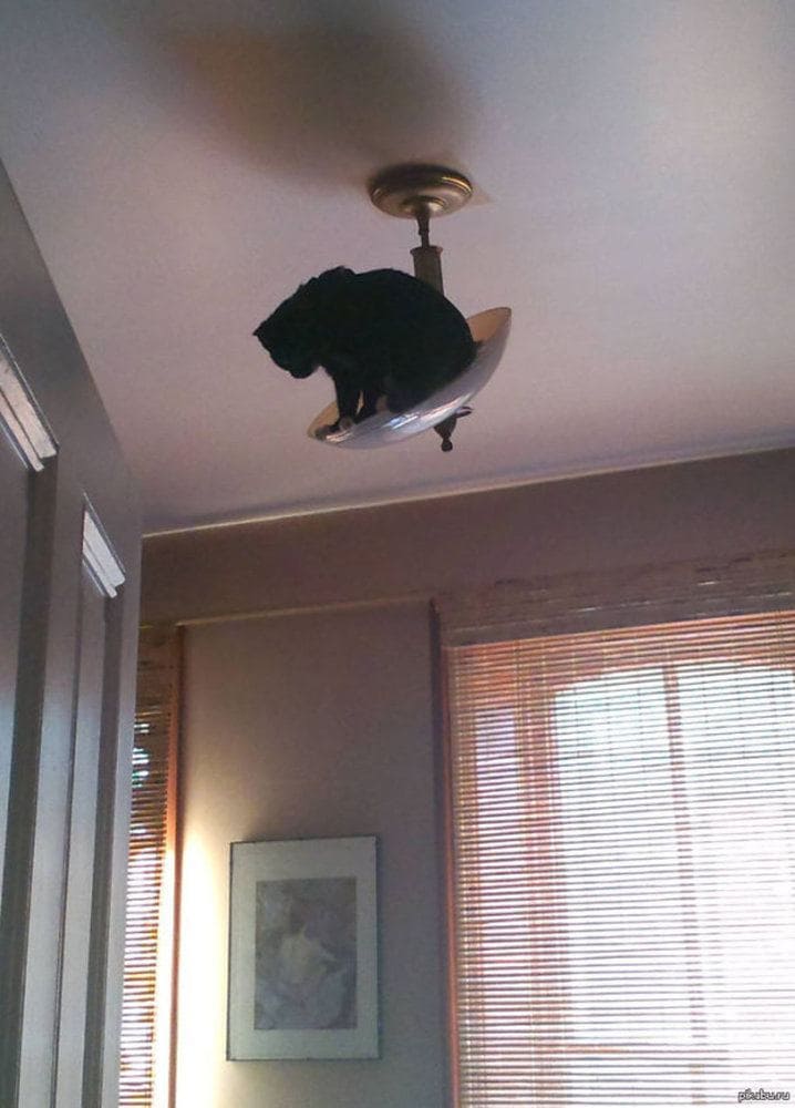A cat about to fall off of a ceiling lamp