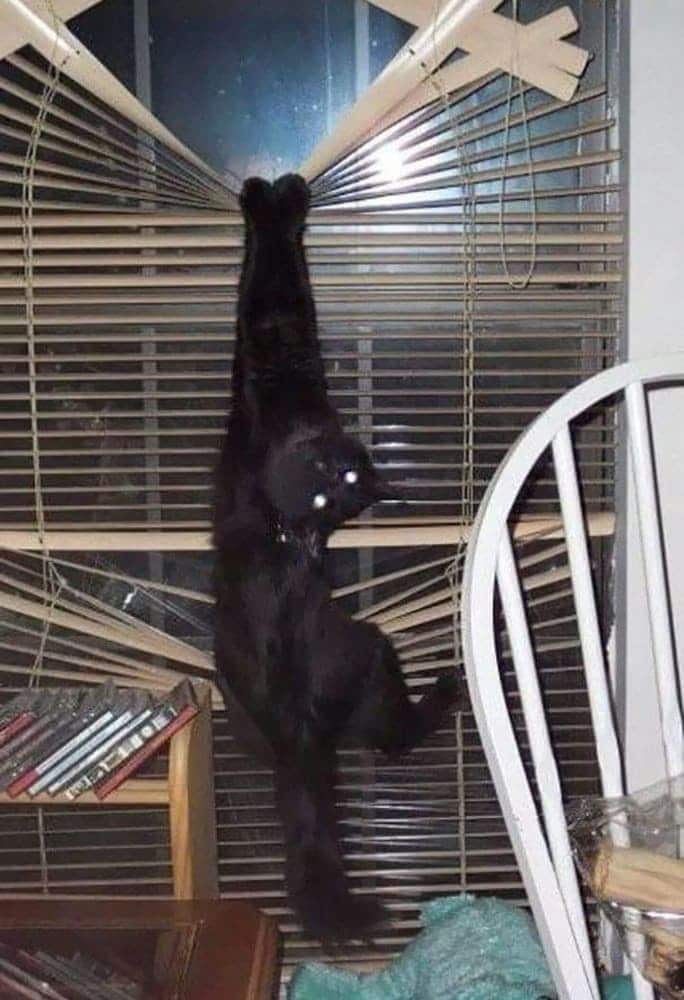 A cat falling in between the window shades 