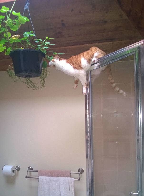 A cat on top of a glass shower door 