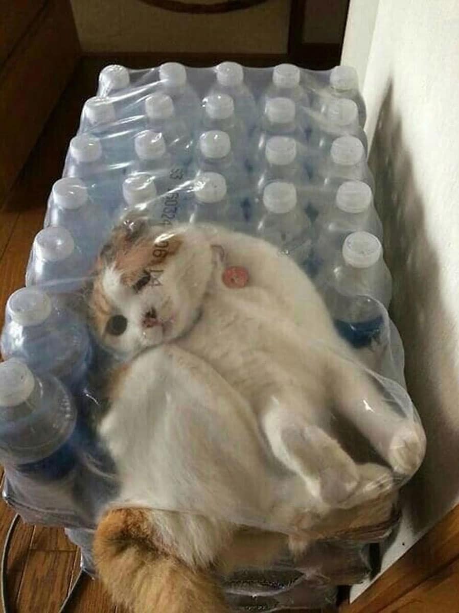 Cat stuck inside a pack of water bottles