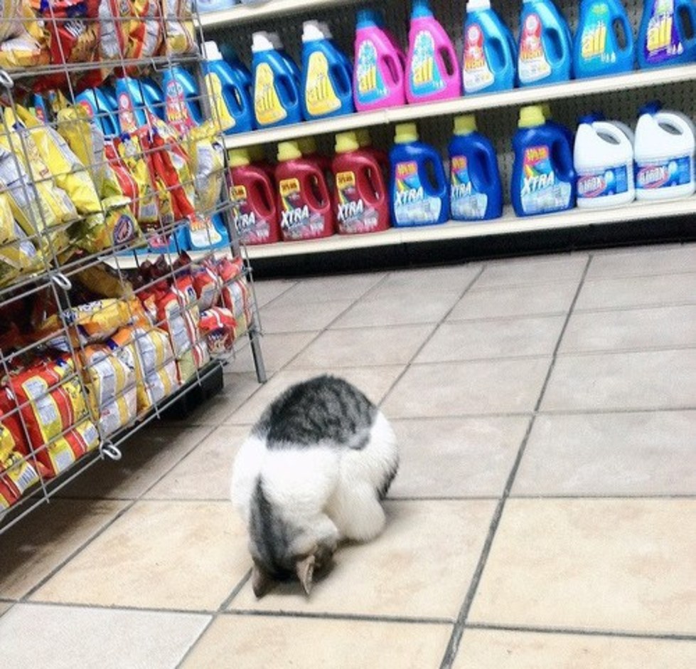 A cat sulking in a grocery store