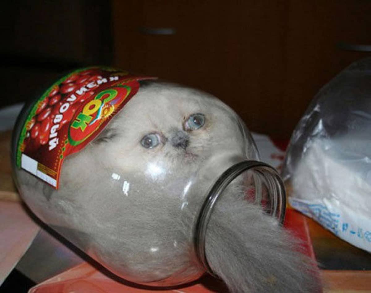 A cat inside a mason jar 