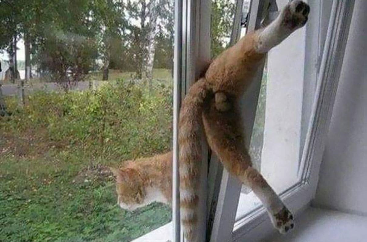 Cat caught in a window