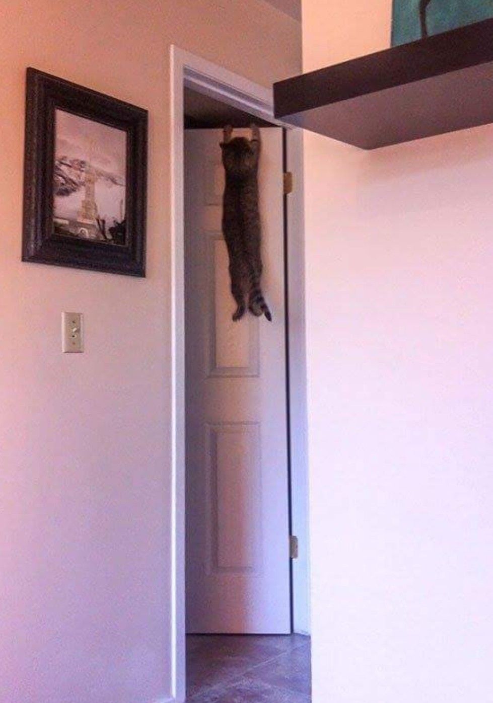 A cat hanging off a door