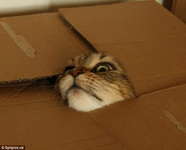 Cat inside a box with his head poking out