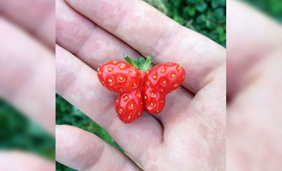 A strawberry that looks like a butterfly 