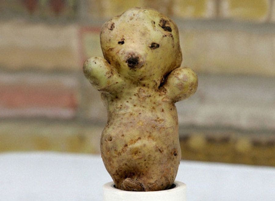 A potato shaped like a bear 