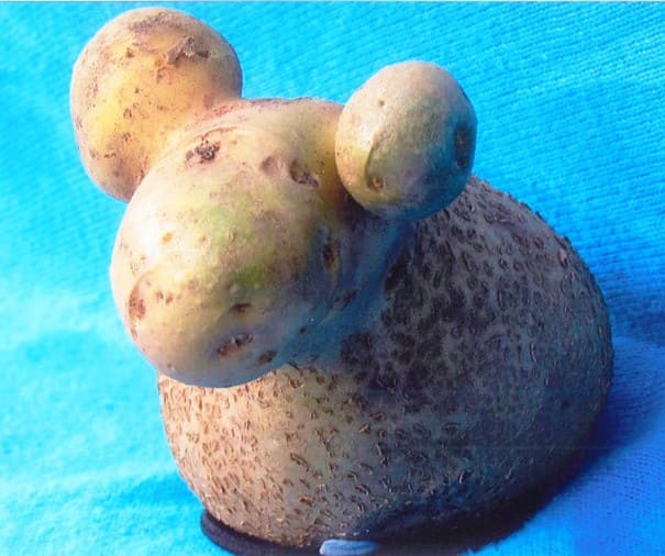 A potato that looks like a sheep