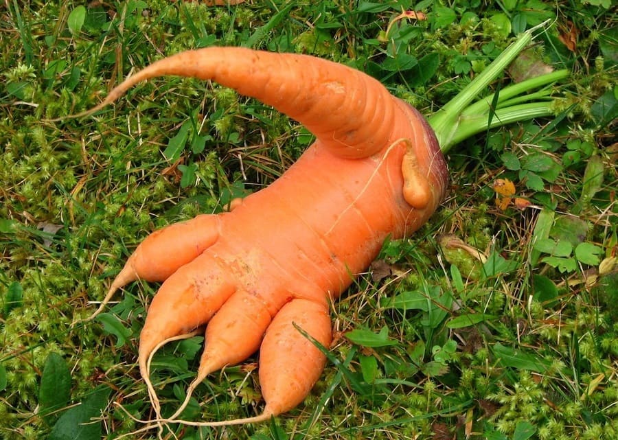 A carrot-shaped just like a foot 